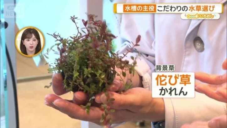 佗び草