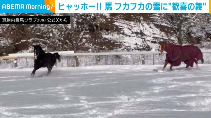雪の上を軽快に走る馬たち