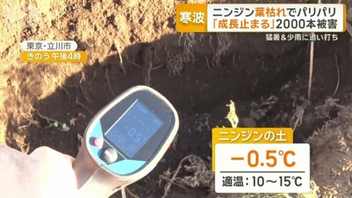 ニンジンの土の温度は－0.5℃
