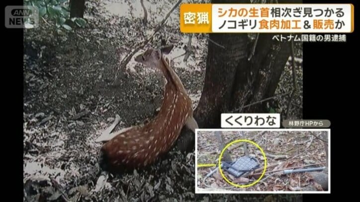 倒れ込んでいたニホンジカ