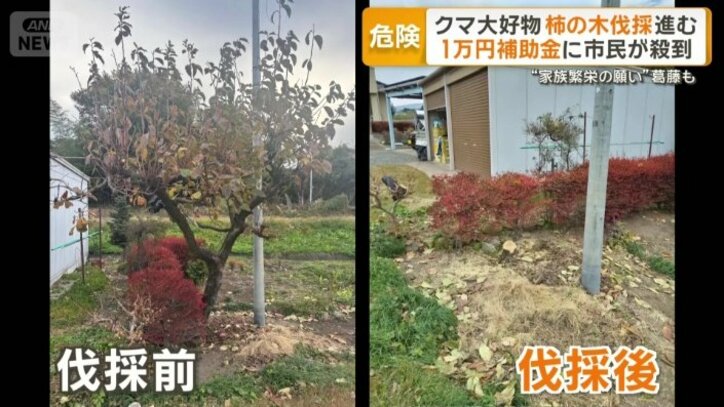 父が70年前に植えた木を伐採