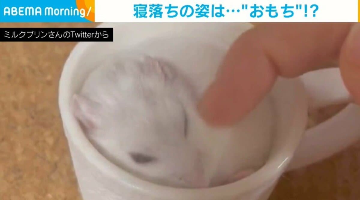 飼い主に撫でられて大きな“あくび”をするハムスター 終始リラックス