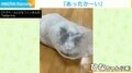 “プチプチ”のなかに「猫」包まる 飼い主が購入した“本命”はそっちのけ 「居心地がよかったのでは」
