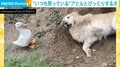 ボク、何かしたかな!? いつも怒っているアヒルと驚く犬 2匹の“不思議”な関係に「めっちゃびっくりしてる笑」と反響続々