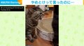 猫「くっさー!」黒猫のおしりをクンクンするキジトラ 嗅いだあとの表情に「後悔の念がw」「抗えない本能」と爆笑の声