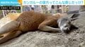 「こんな感じでしたっけ？」 カンガルーの寝方に動物園がツッコミ “人間疑惑”も浮上
