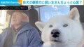 おじいちゃんと超仲良しの柴犬 後輩犬に飼い主が唯一“学んでほしくない”こと