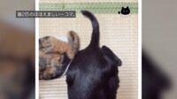 猫2匹 お尻くっつけて尻尾フリフリ