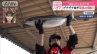 【映像】なぜ半額？ ピチピチお魚直売会が人気