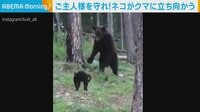 【映像】「かいぬしを守るニャ!」BBQ中に突如現れたクマを猫が撃退 ロシア