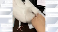 【映像】ハトが飼い主にブチギレるまでの一部始終