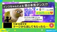 【映像】夜更かしできる嬉しさを爆発させたインコの“喜びの舞”
