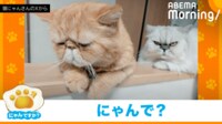 【映像】鋭い目で睨みつける白猫に怯えるトラ柄猫