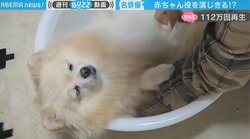 目がトロ～ン…赤ちゃん役を演じきったポメラニアン 好演ぶりと「鼻息の荒さ」に驚き
