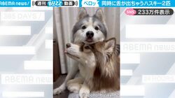 2匹のシベリアンハスキーが頭を重ねた瞬間…同時に舌がペロリ！かわいすぎるシンクロ率に反響