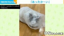 “プチプチ”のなかに「猫」包まる 飼い主が購入した“本命”はそっちのけ 「居心地がよかったのでは」