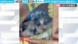 娘がモタモタしてる間に、パパがおやつを横取りする瞬間！“猿家族”の平和な日常に「流れるような動きでさらりと頂いていきましたね笑」「食いしん坊父ちゃん」と反響