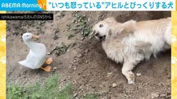 ボク、何かしたかな!? いつも怒っているアヒルと驚く犬 2匹の“不思議”な関係に「めっちゃびっくりしてる笑」と反響続々