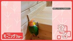 運動不足解消？　くちばしと脚で登り降りするシロハラインコさん　なぜ飛ばないの？