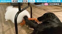 「マンガみたいw」 犬の顔が“めり込む”奇跡の瞬間…犬カフェで起きた珍事に爆笑の渦