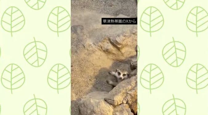 ミーアキャット