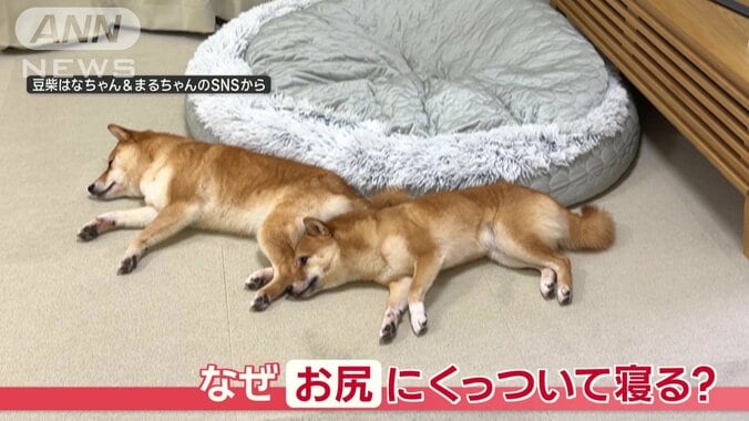 豆柴のはなちゃん（4）とまるちゃん（2）