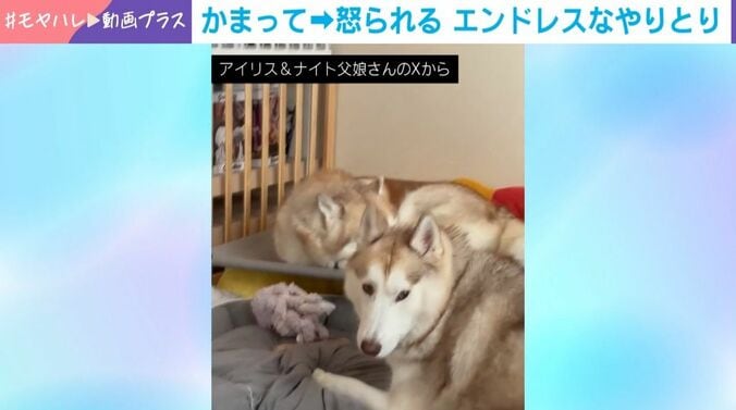 シベリアンハスキーの親子喧嘩!?
