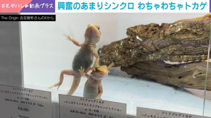 フトアゴヒゲトカゲ