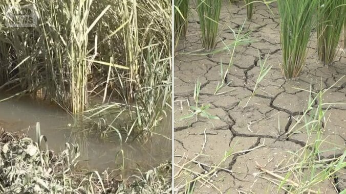 福井は大雨で九州は渇水…各地の田んぼ打撃 1枚目