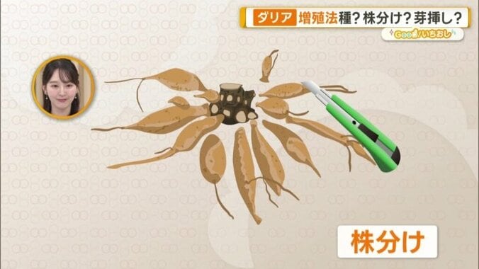株分け