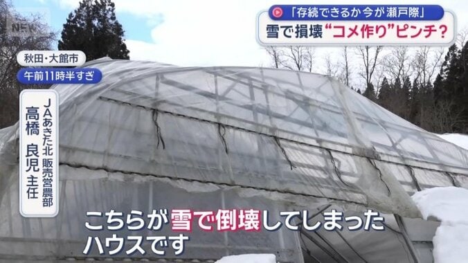 雪で倒壊してしまったビニールハウス