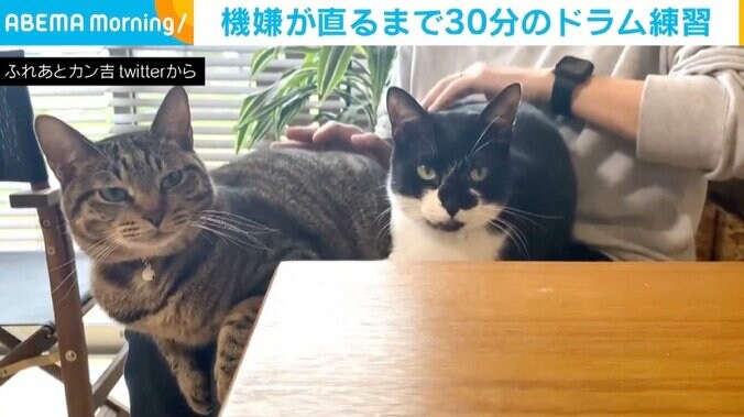 飼い主が構ってくれずご機嫌ななめな2匹→“猫ドラム30分”でようやくおとなしく 「これも下僕の勤めw」の声 1枚目