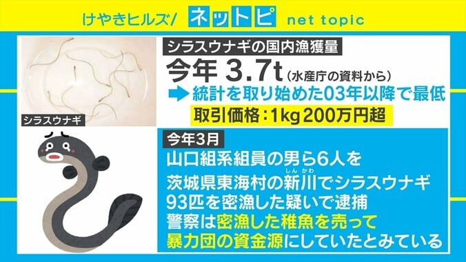 ウナギの稚魚の密猟、罰金が10万円から3000万円に 水産庁が罰則強化の方針決める 2枚目