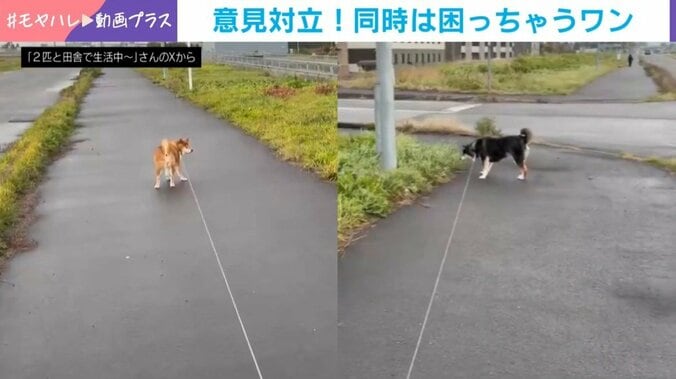 ぽちちゃんとななちゃん