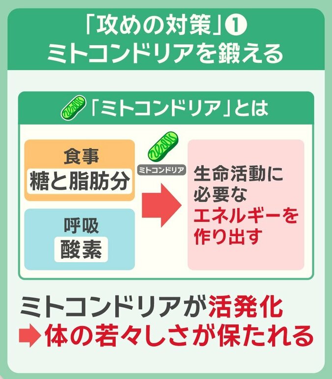 攻めの対策「ミトコンドリアを鍛える」