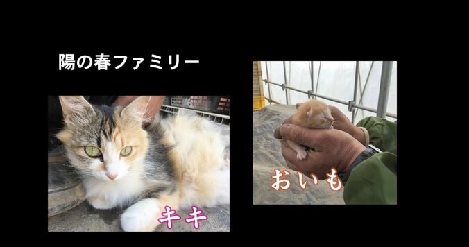 春ですにゃ〜！ 人気「旅猫ロマン」シリーズ、週末に3タイトル初放送 12枚目