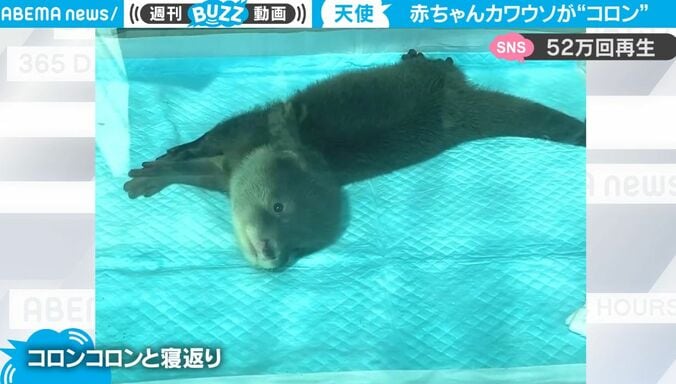 ただただ可愛すぎる… 赤ちゃんカワウソが一生懸命にコロンコロン寝返りするだけの動画がネット上で話題に 1枚目