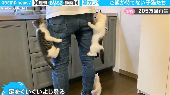 空腹の子猫たちが“全力”おねだり！ 飼い主の足に１匹、また１匹とよじ登る激カワ映像に反響 1枚目