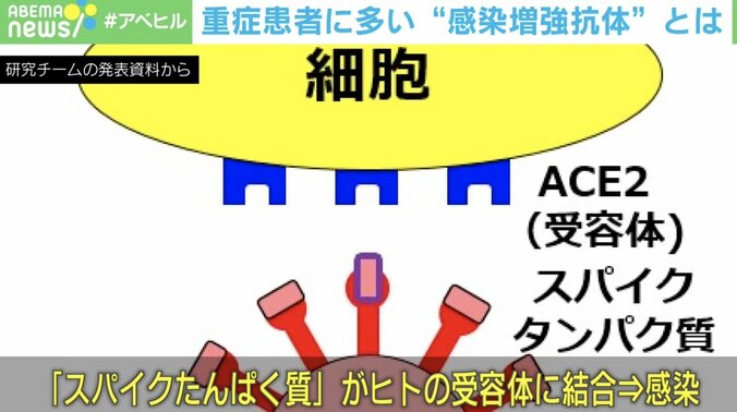新型コロナ重症者に多い「感染増強抗体」を世界初発見  “重症化リスク”を事前に調べる手がかりに？ 2枚目