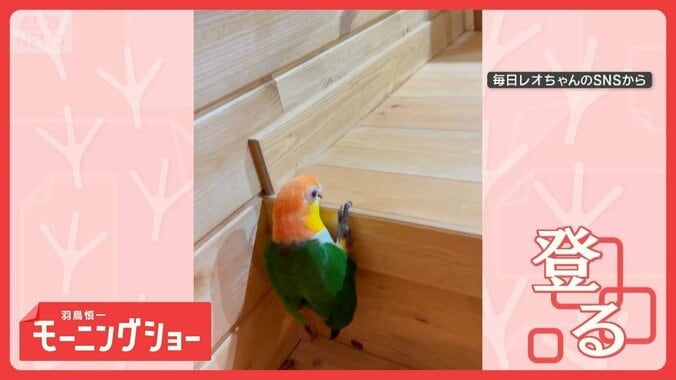 運動不足解消？　くちばしと脚で登り降りするシロハラインコさん　なぜ飛ばないの？ 1枚目