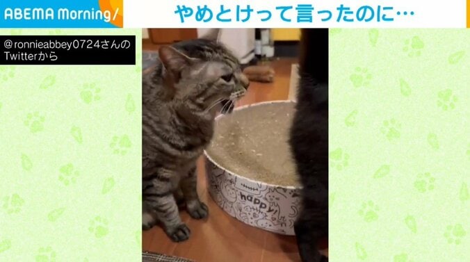 猫「くっさー!」黒猫のおしりをクンクンするキジトラ 嗅いだあとの表情に「後悔の念がw」「抗えない本能」と爆笑の声 1枚目