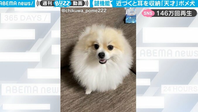 飼い主が近寄ると… ポメラニアンの耳に備わった“謎の機能”が動き出す！ 天才的すぎる特技がネット上で話題に 1枚目