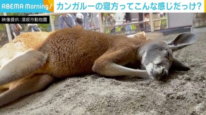 「こんな感じでしたっけ？」 カンガルーの寝方に動物園がツッコミ “人間疑惑”も浮上 1枚目