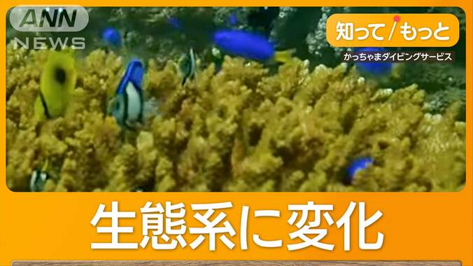 東京湾でサンゴまるで南国　「5年で増えた」カラフル魚も　理由は黒潮大蛇行＆温暖化 1枚目