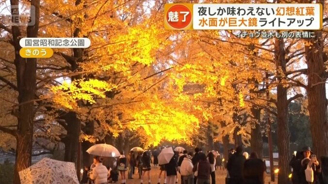 ライトアップされた黄葉