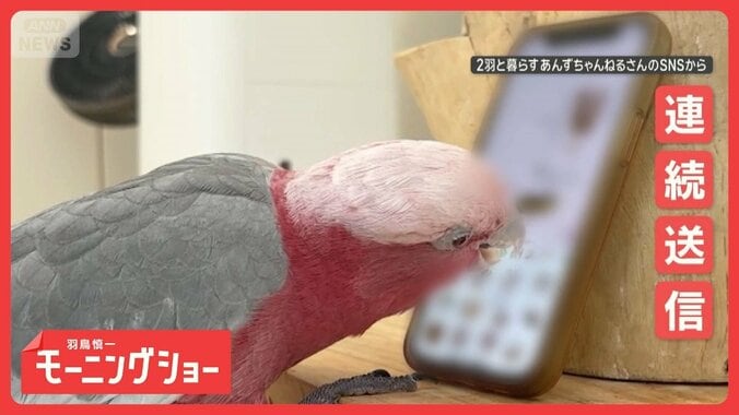 高速でスマホを使いこなすオウムさん　スタンプ連続送信！　カメラも起動してパシャリ 1枚目