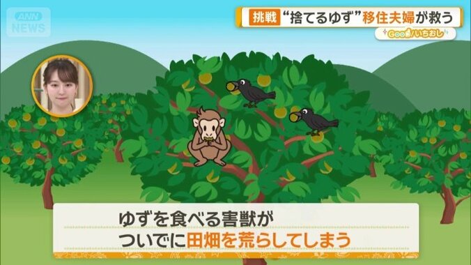 ゆずを食べる害獣が田畑を荒らしてしまう
