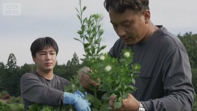 猛暑で日本の農家が夜行性に？　涼しい時間にハウスで収穫　9割「熱中症の危険経験」 1枚目