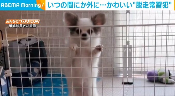 いつの間にか柵の外に出ている子犬 “脱走常習犯”の決定的瞬間を捉えた一部始終が話題 1枚目