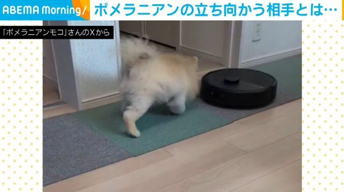 ポメラニアンのモコくん
